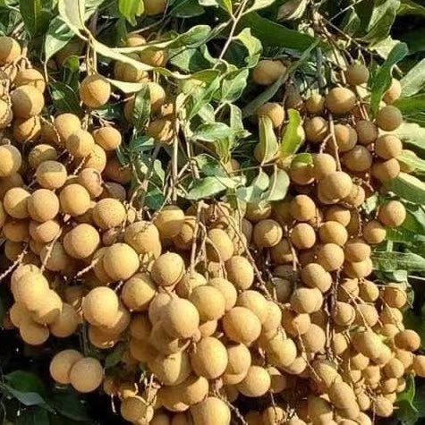 桂圆果 200g
